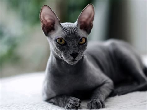 nude cat|A Guide to Sphynx Cats: Characteristics, Care & Comparison